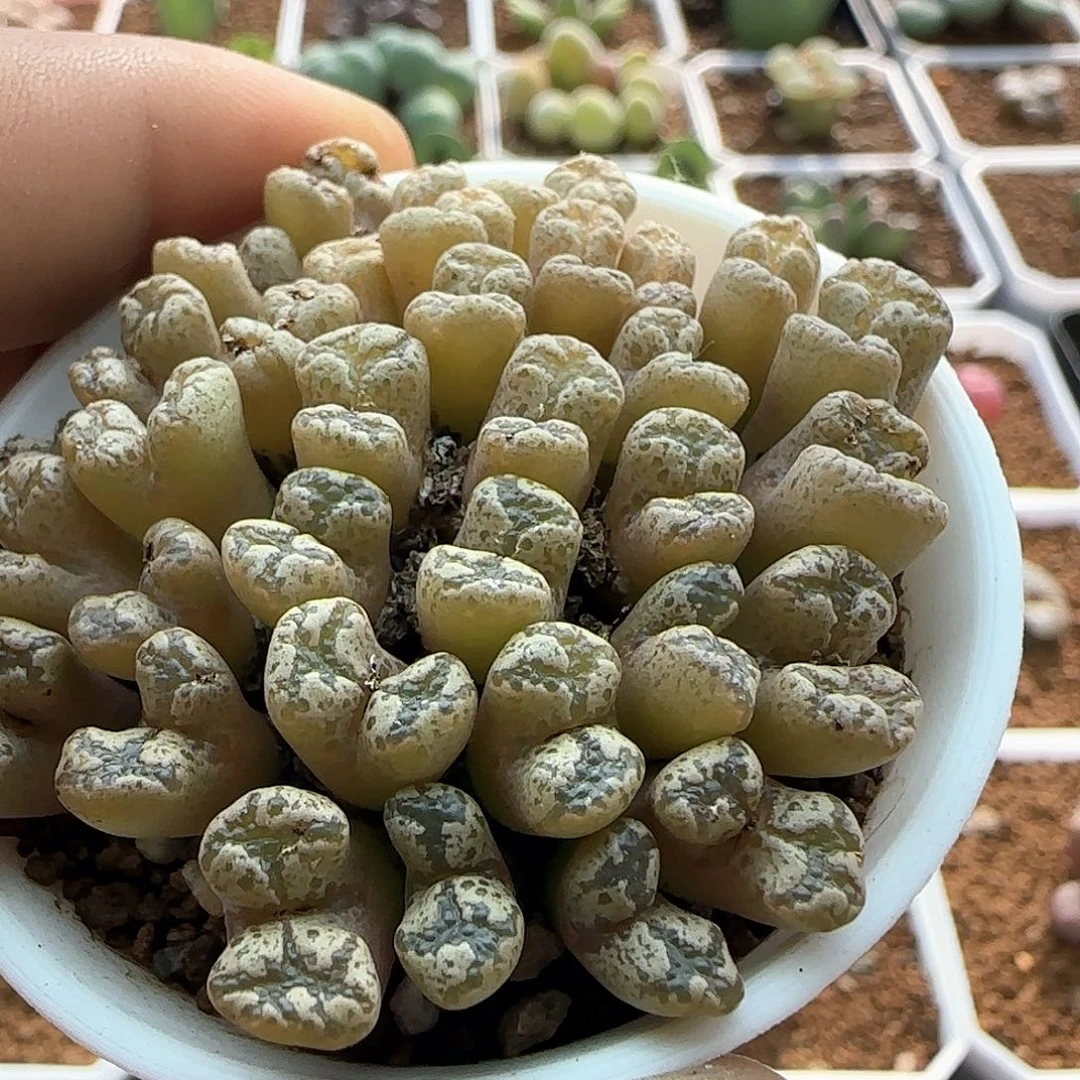 脱土年后发货24693