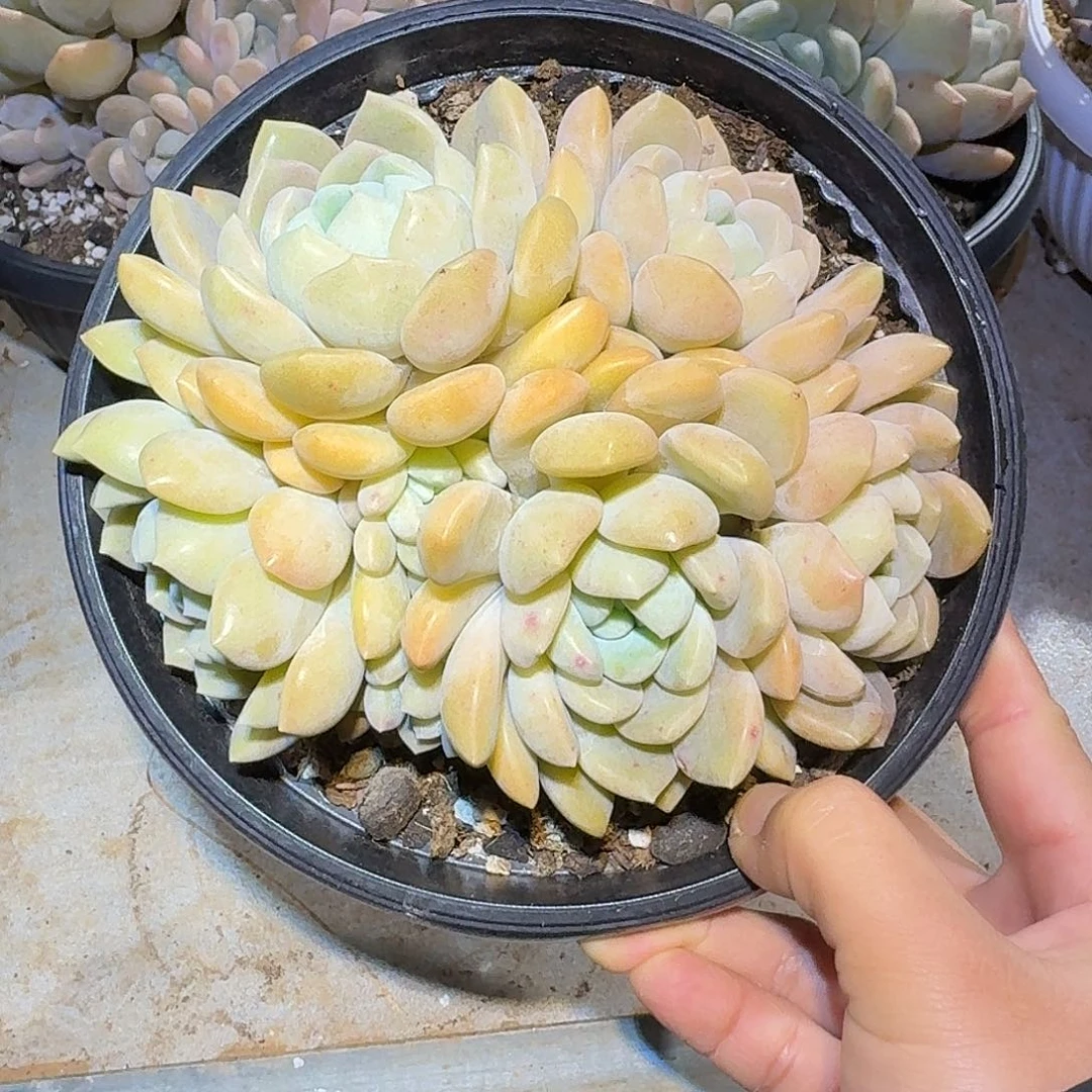 冰橙整无砍老桩群生