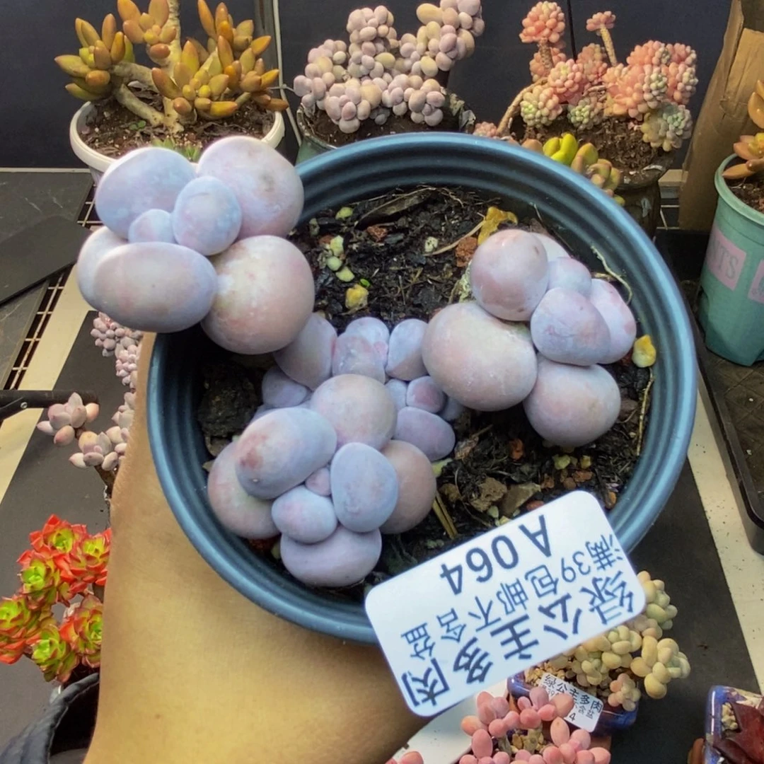 064芭比奶多肉7cm