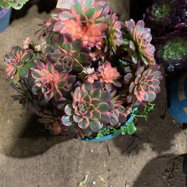 131黑膜锦多肉植物特价