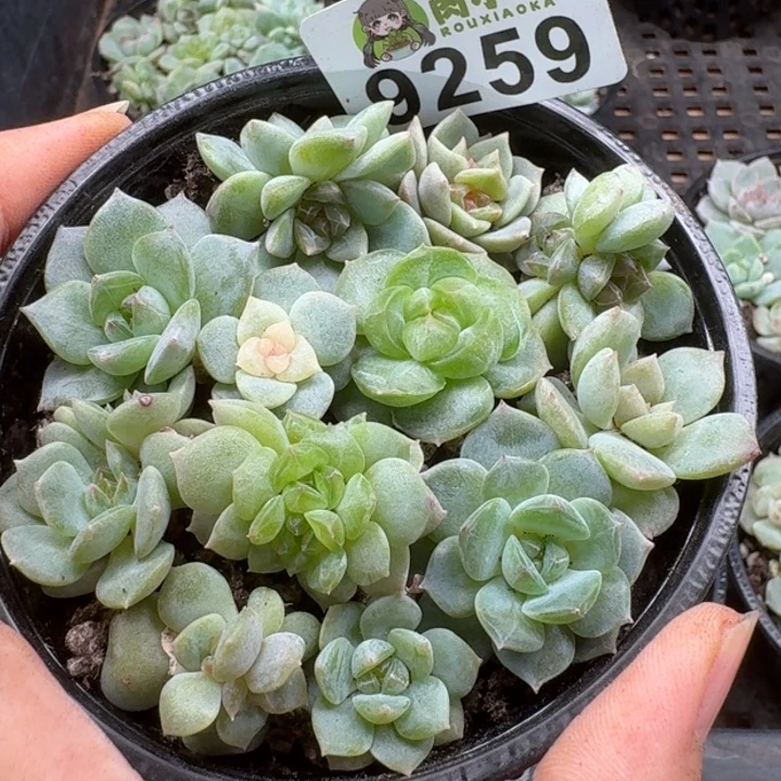 当前无花朵，栽培后可花朵多肉植物多肉植物