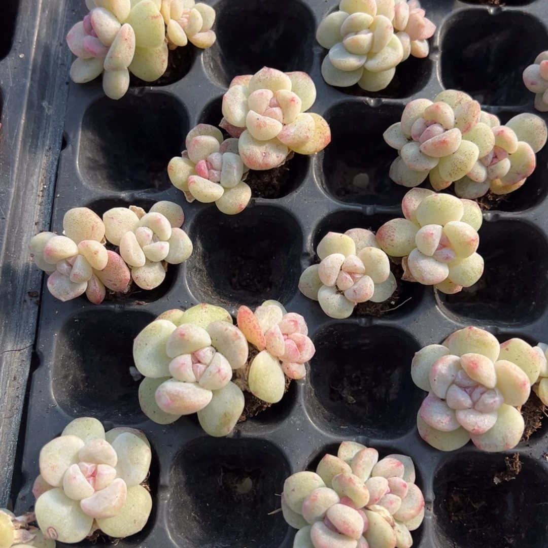 石化冰玉双头3cm到手1颗量拍多肉满18元包邮下午发货