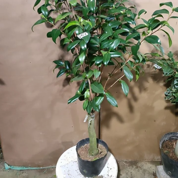 262雅子，原盆原土发货，不包邮