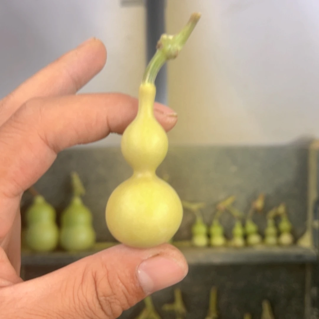 长***羊天津嘴儿葫芦葫芦