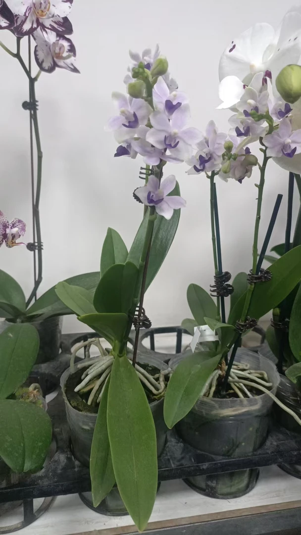 蓝星蝴蝶兰 续花带香好养活  蓝色蝴蝶烂  红白跳，蓝色妖姬