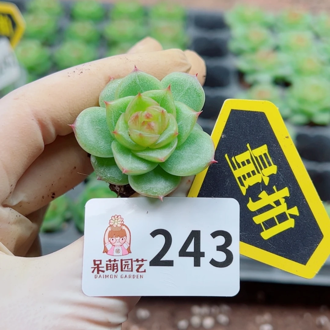 多肉植物多肉植物