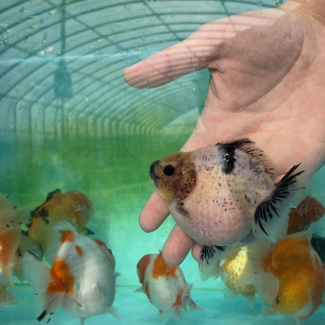 金鱼泰师金鱼1条包邮