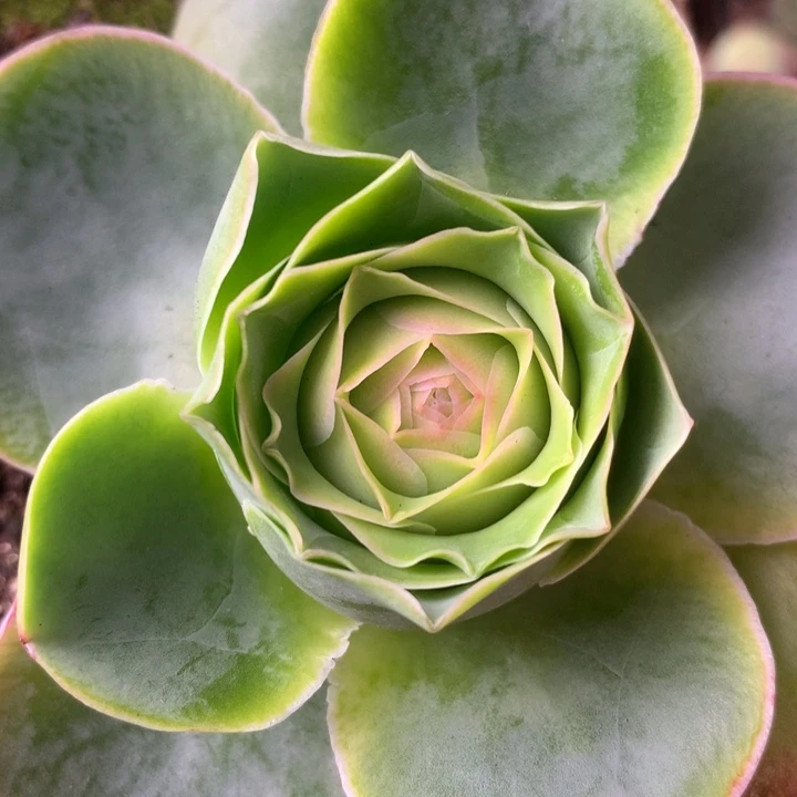 一物一拍冰雪后裔321