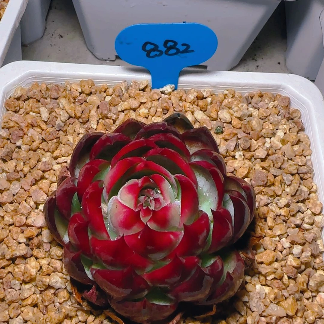 惊鸿仙子9公分左右882号