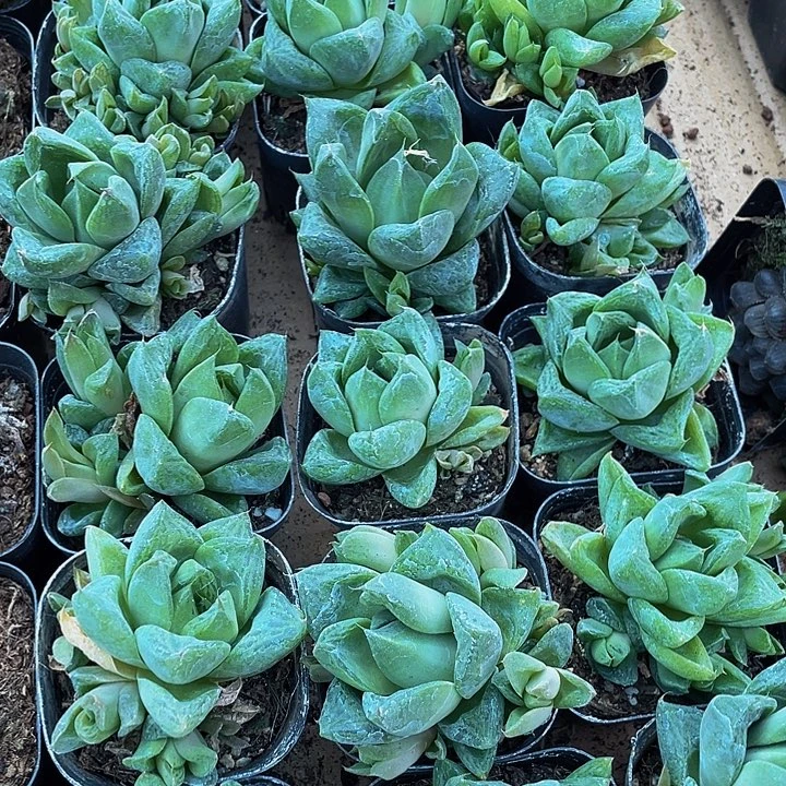 三仙寿带盆土发货