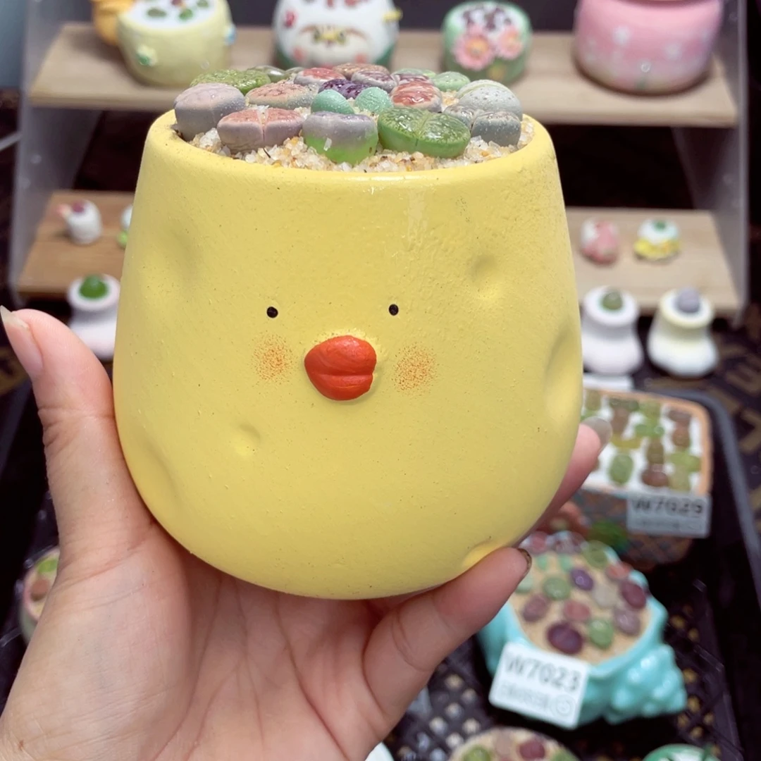 w7032 带盆土发货一物一拍