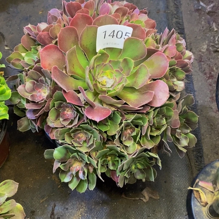 雅典娜多肉断头不包1405