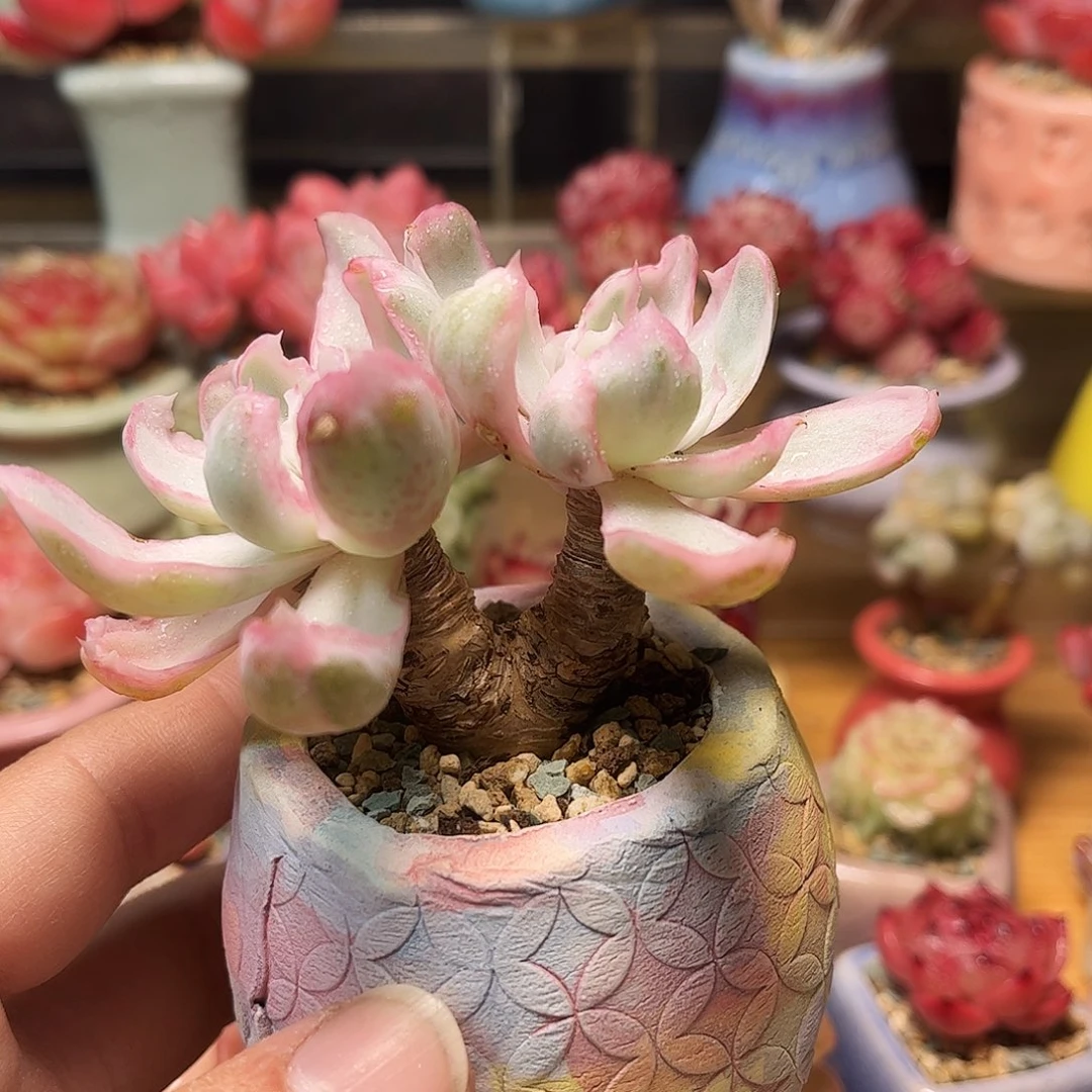 春***春伯克利锦含盆含土