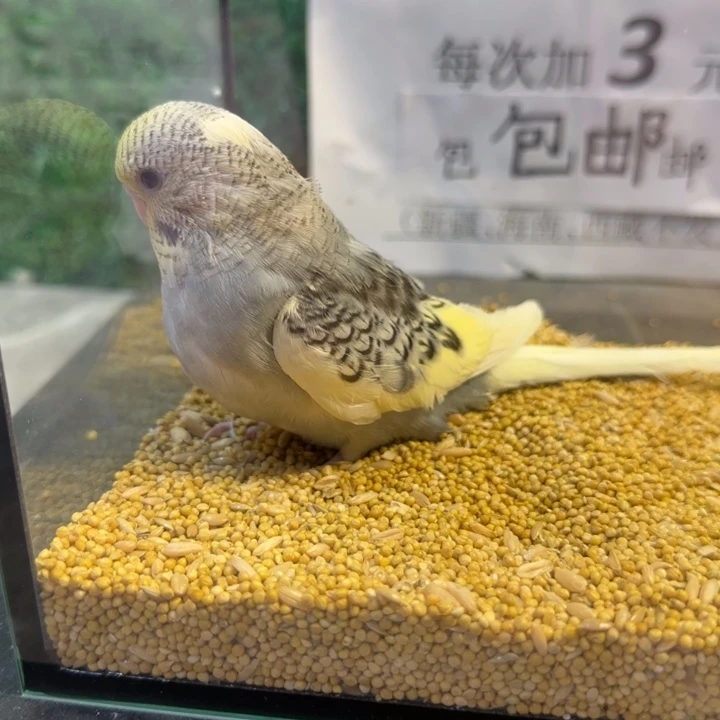 虎皮鹦鹉大头虎皮鹦鹉