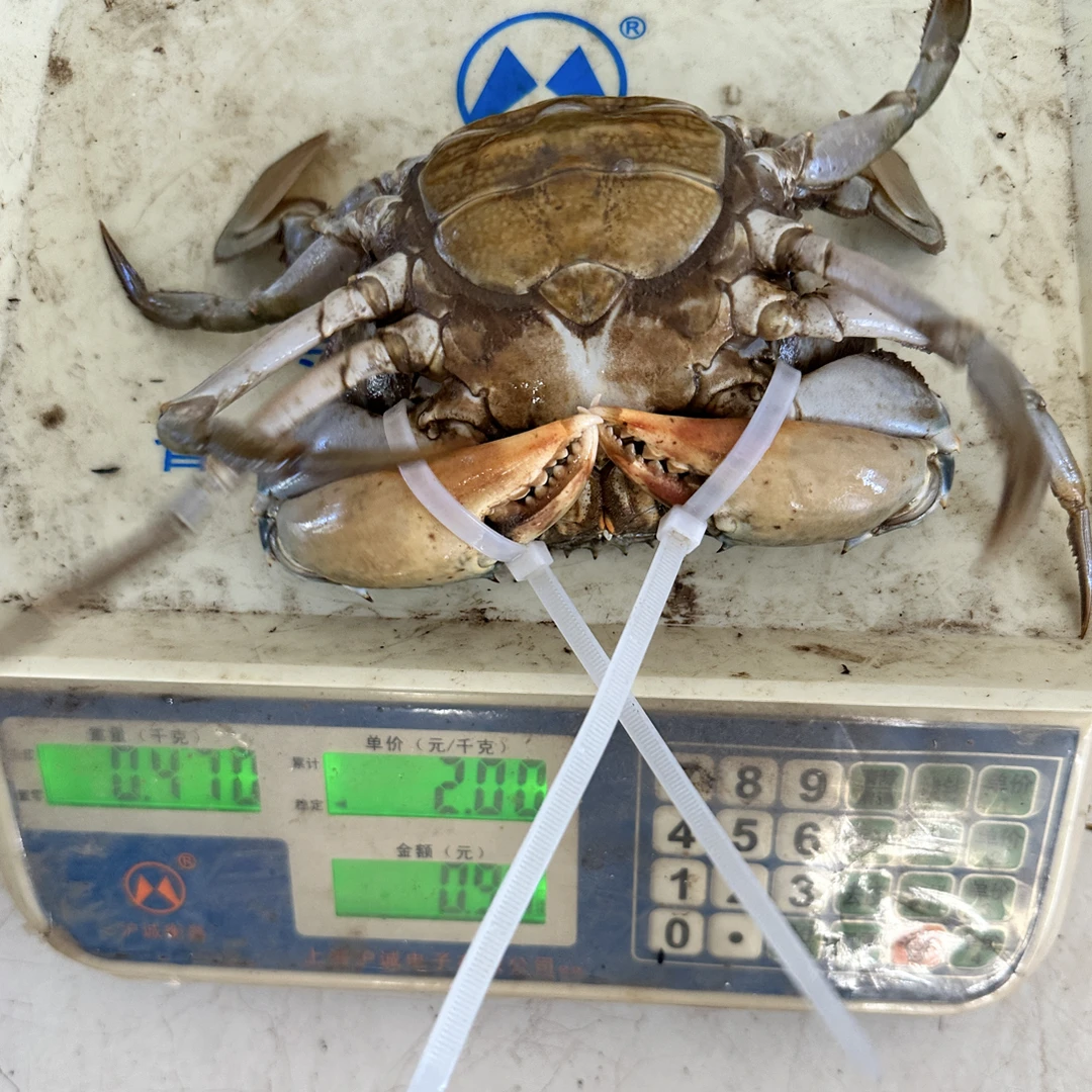 小李家正宗三门青蟹大红膏大公蟹肉多鲜美送礼首选膏蟹