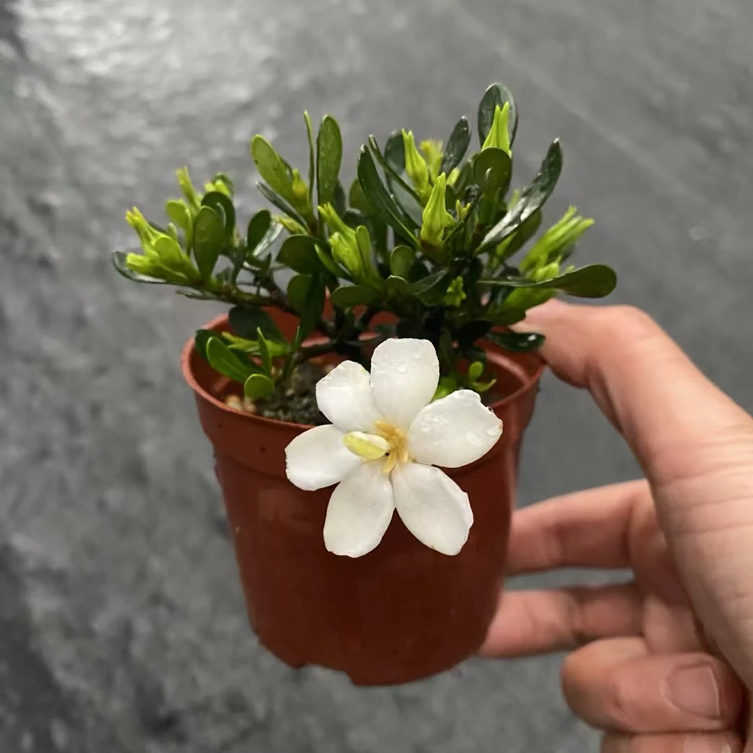 光叶施加栀子花室内盆栽