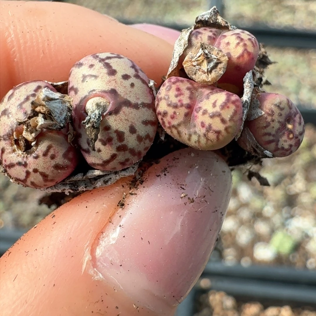 200开播福利0000000000