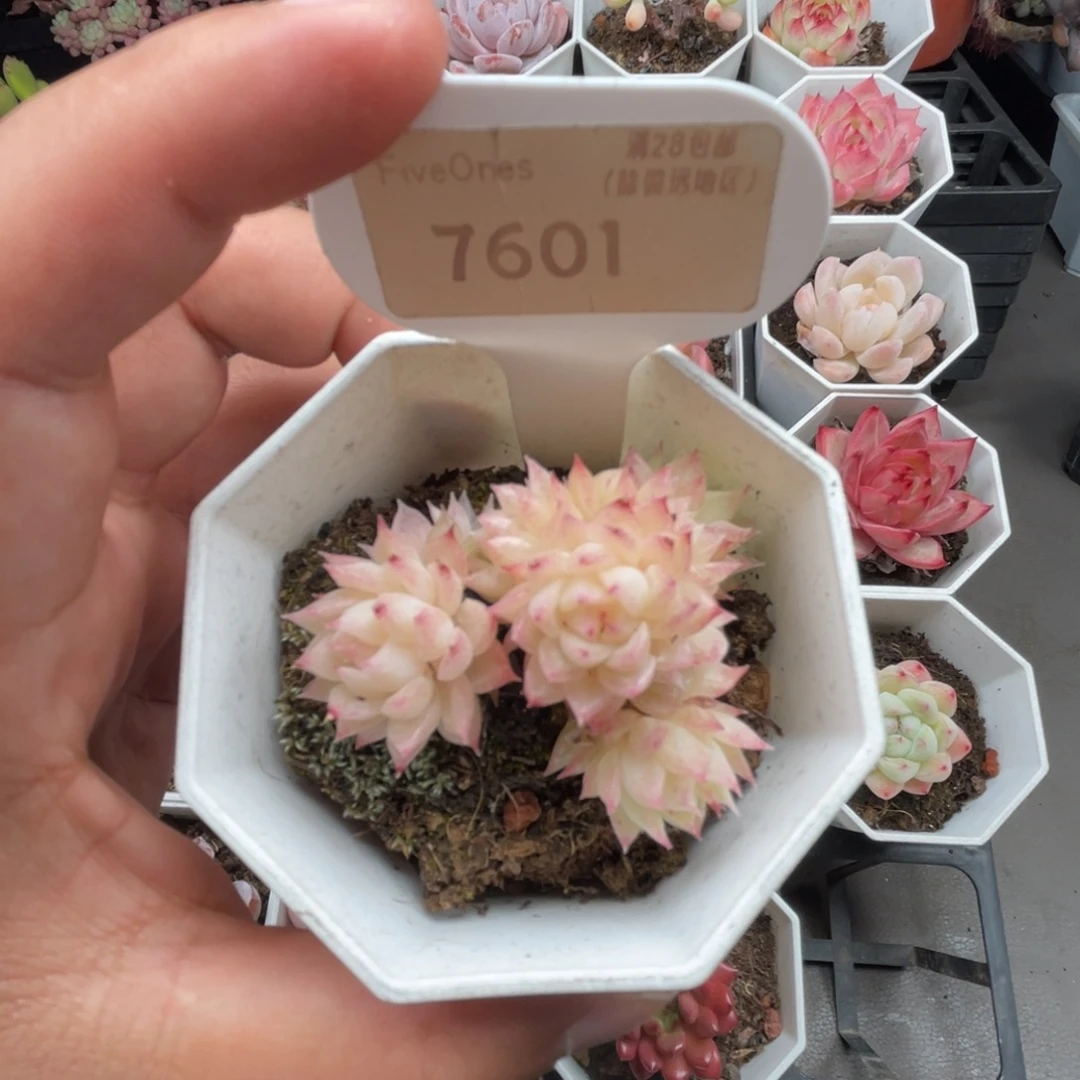 7601麦秆群 4.5厘米