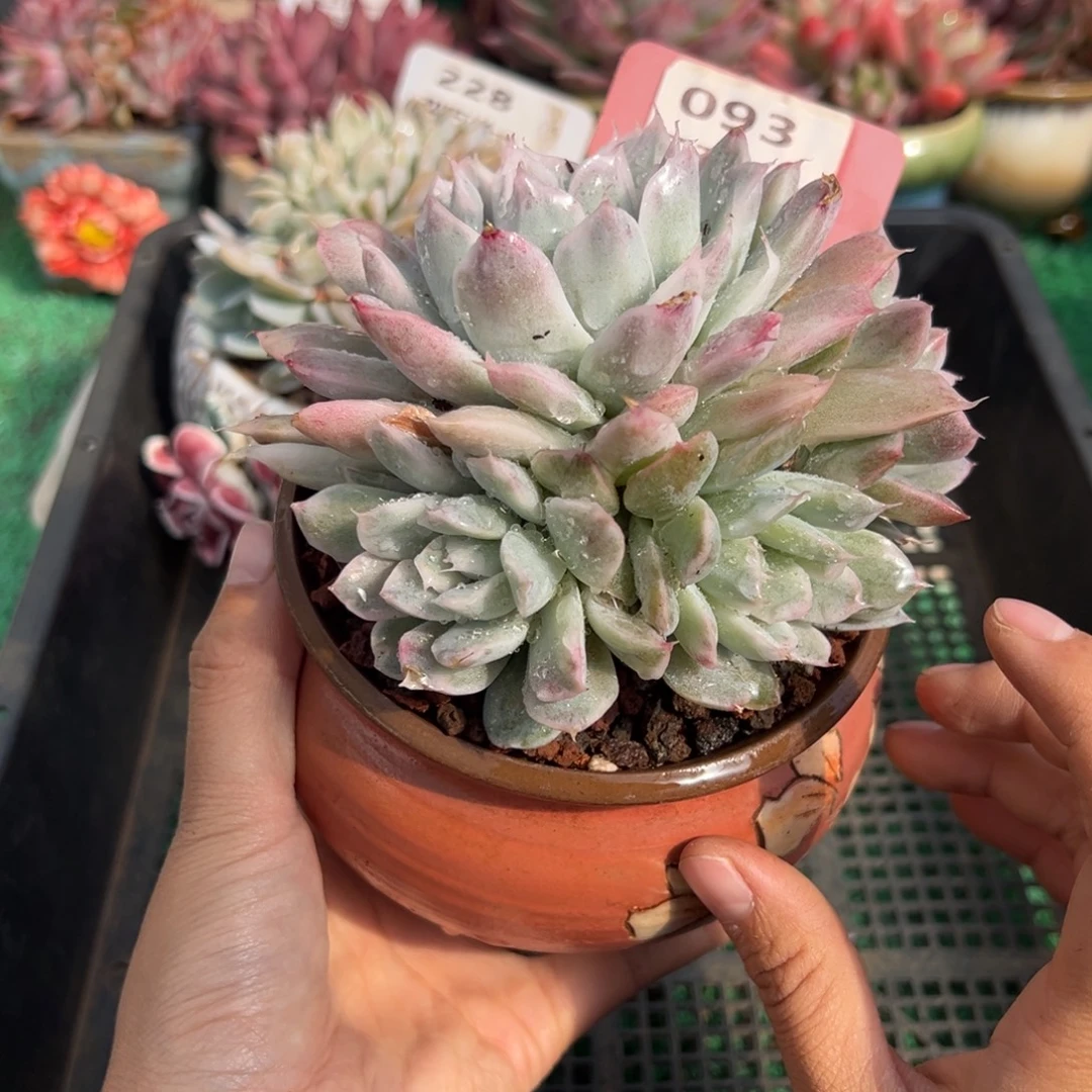 表妹精品多肉植物093.
