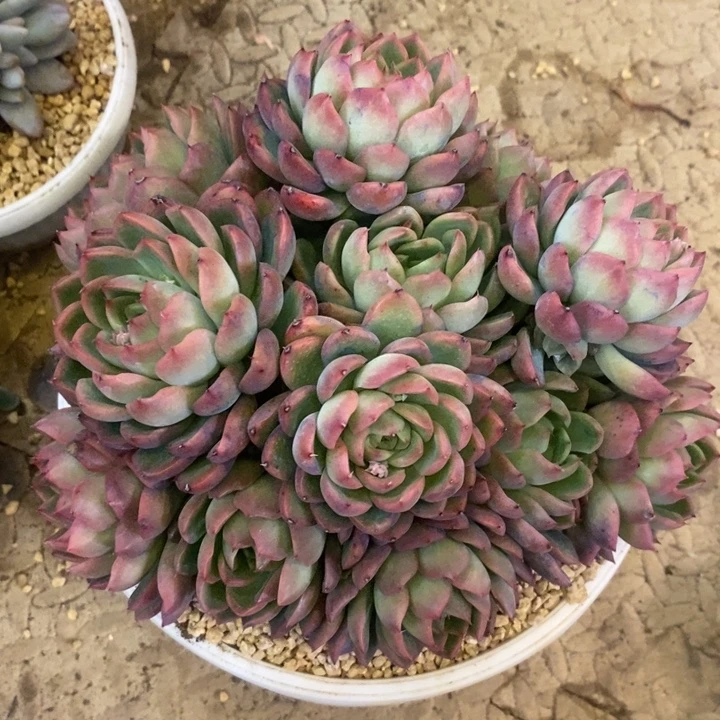 天***翼888888888888888888