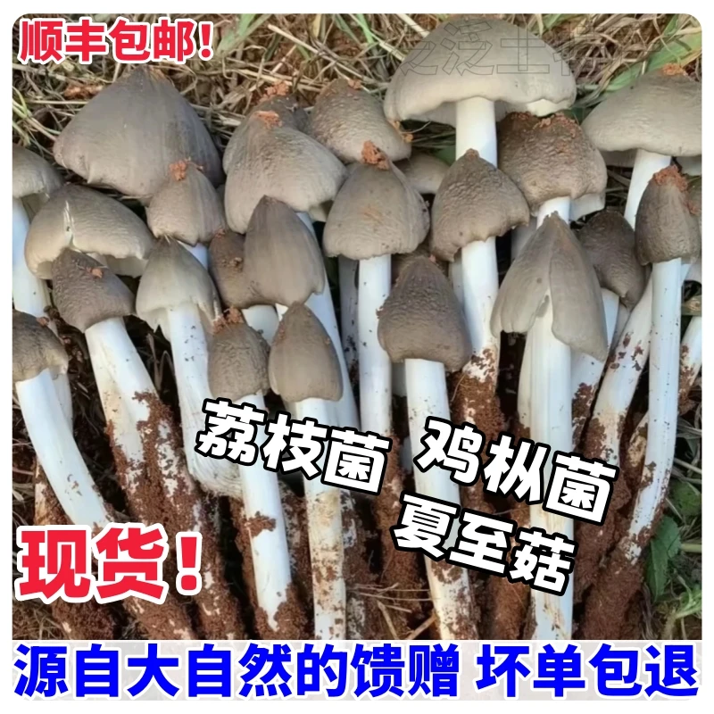 精品新鲜荔枝菌可食用蘑菇五月菇夏至菌童年美味鸡枞菌