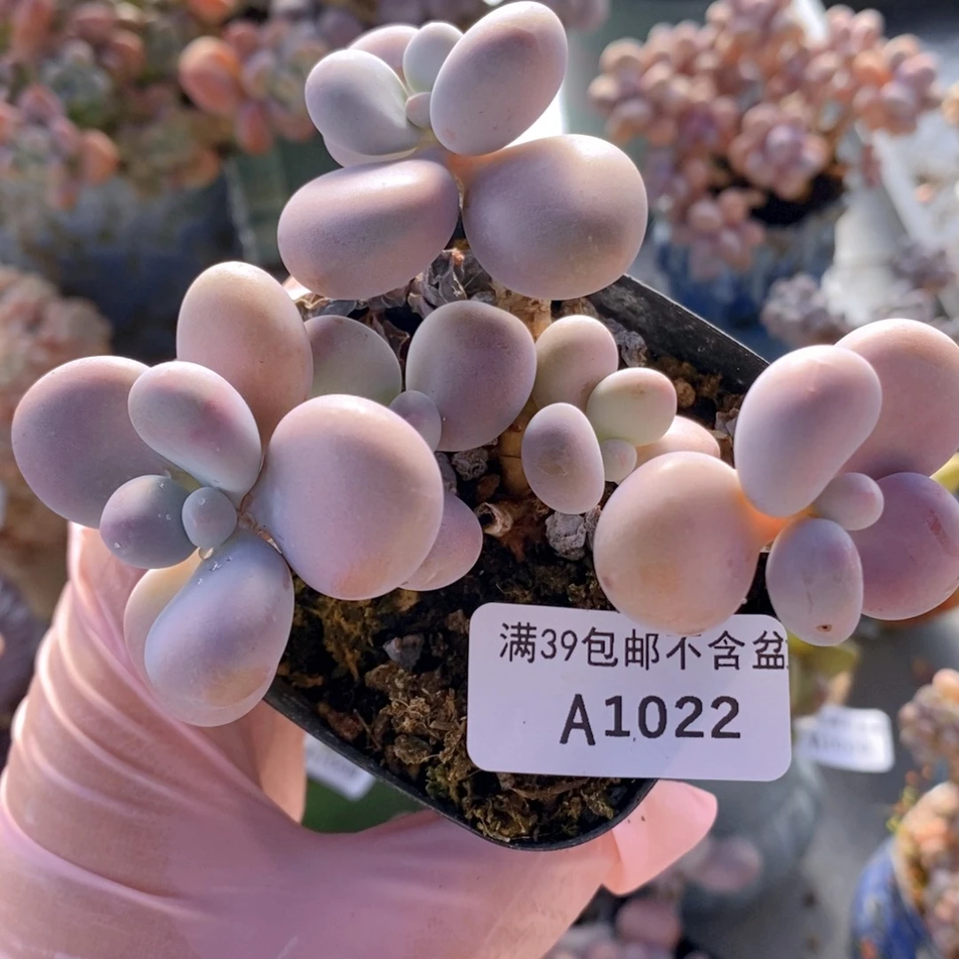 腰子桃蛋7cm1022多肉植物