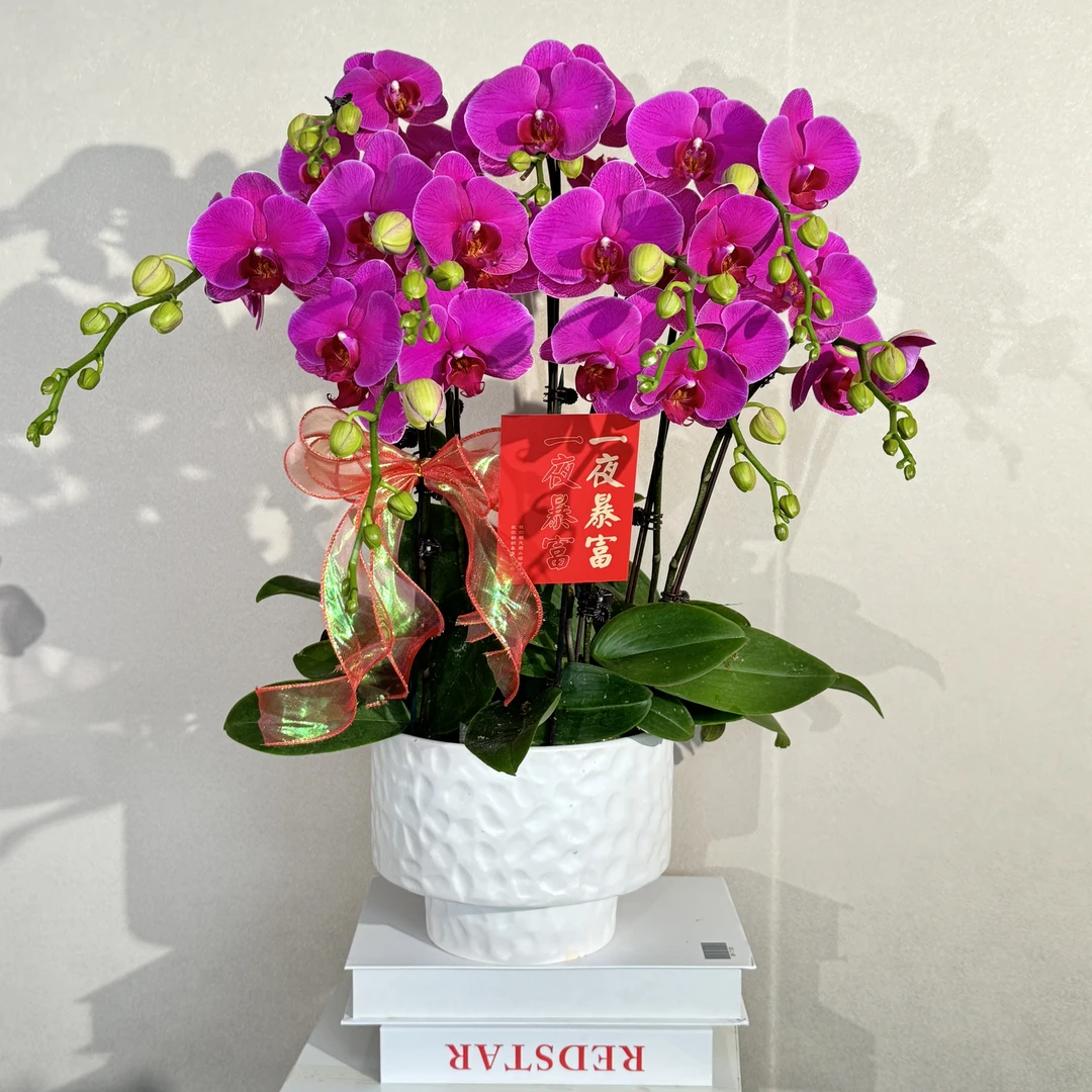 蝴蝶兰《恭喜发财》喜庆红色春节爆款 好养耐养 基地直发