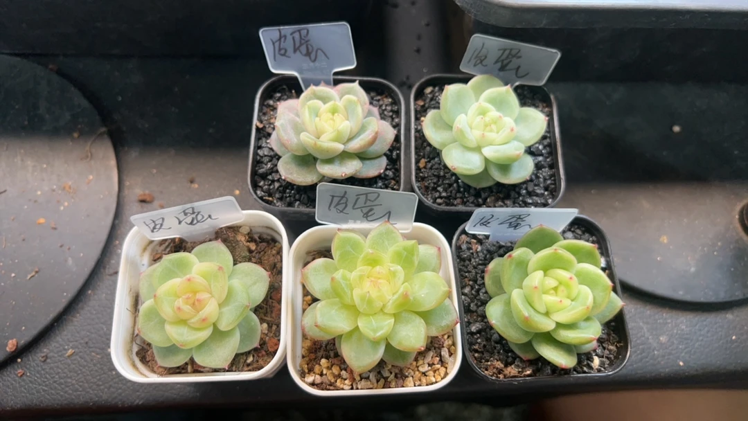 知和的多肉专拍链接