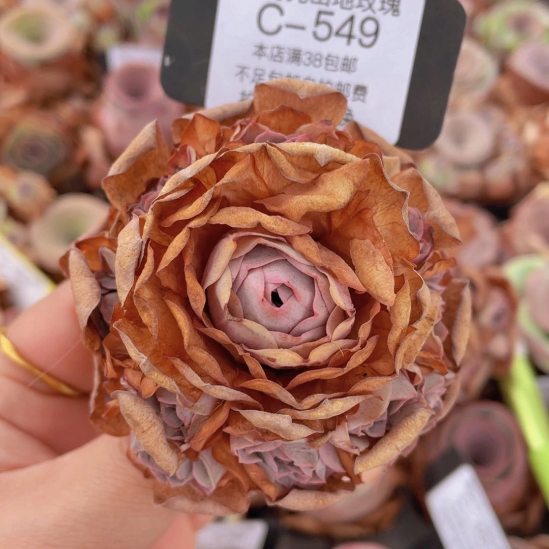 山地玫瑰C549裸根发货断枝不包损不售后