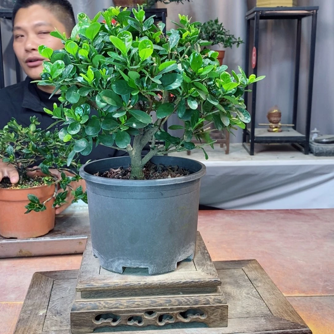 无花朵栀子花开了