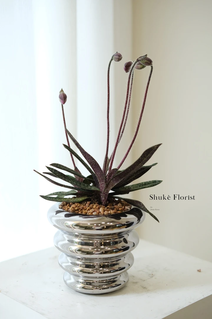 人工驯化兜兰易养活高品花卉盆栽