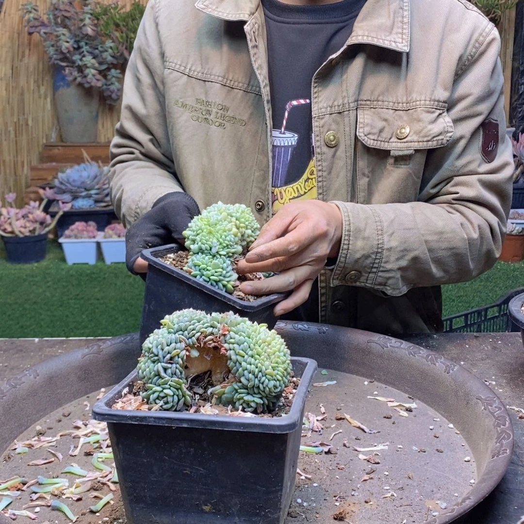 丹*?A165号白胖子缀