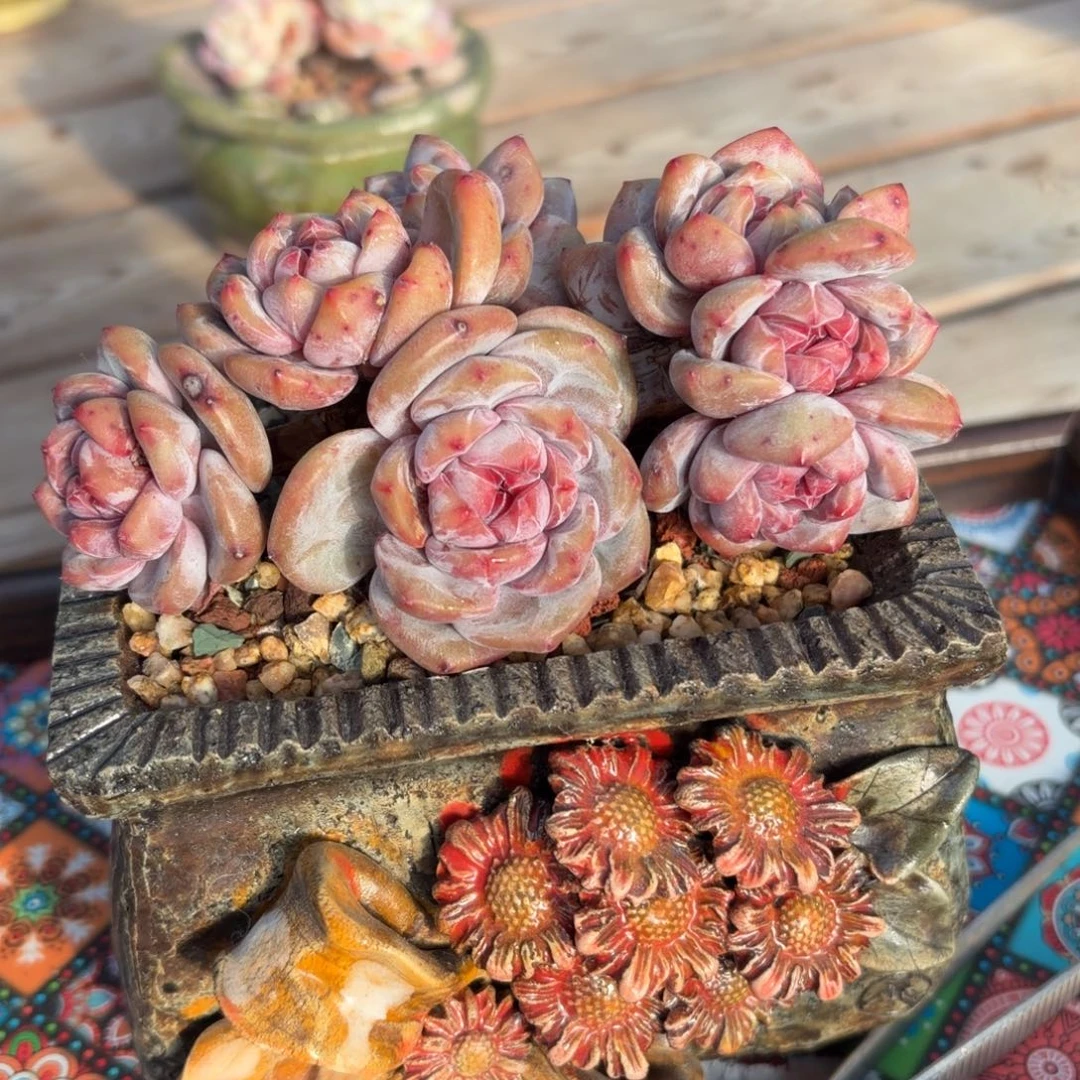 石榴子星影一物一拍