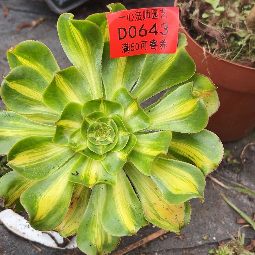 0643多肉植物暴君