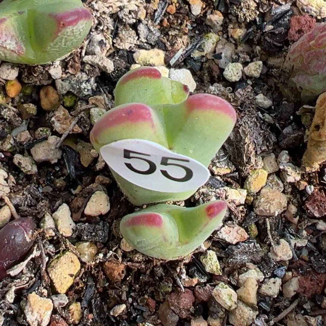 多肉植物111111111111111