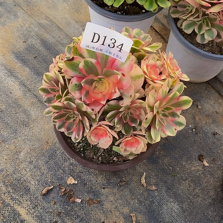 依***娜134倾城多肉法师锦