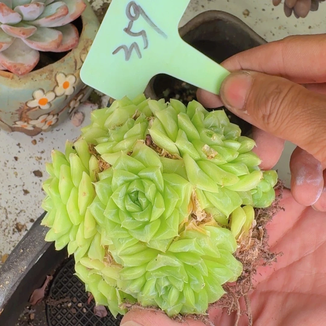 多肉植物的生长发育和生长