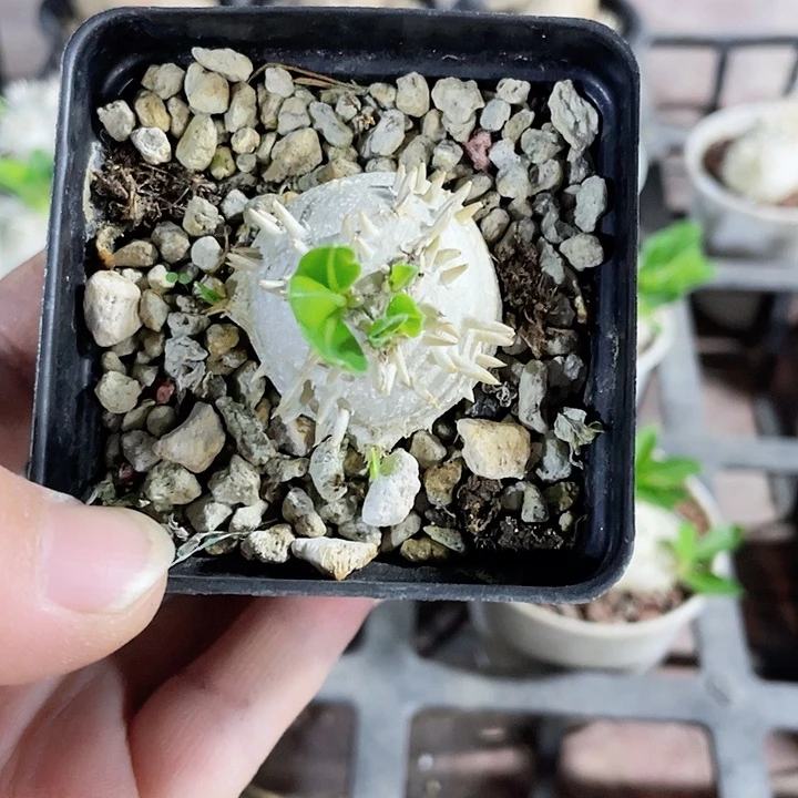 289惠比须笑块根