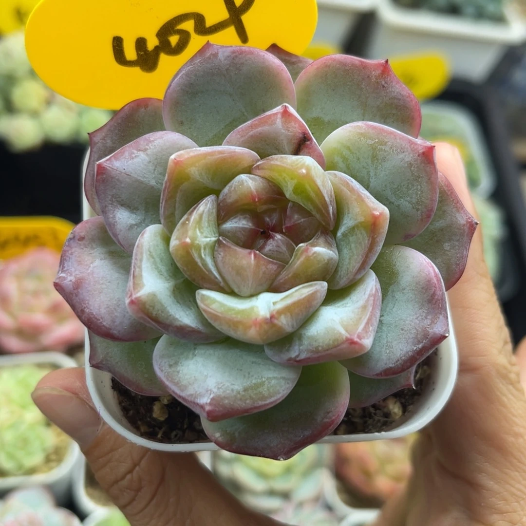 紫星河珍妮单头4029