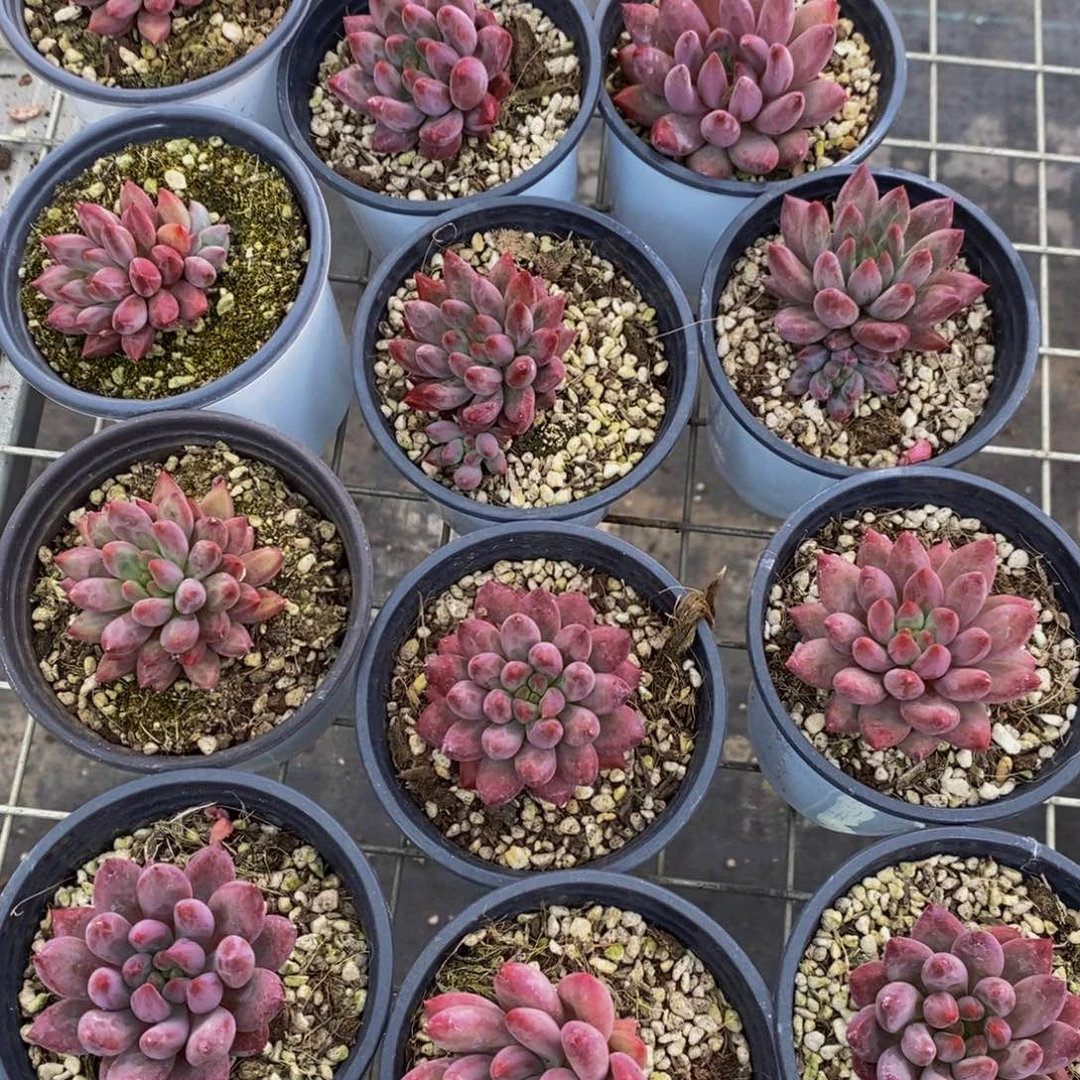47-开播福利彩体虞美人单头福利两个