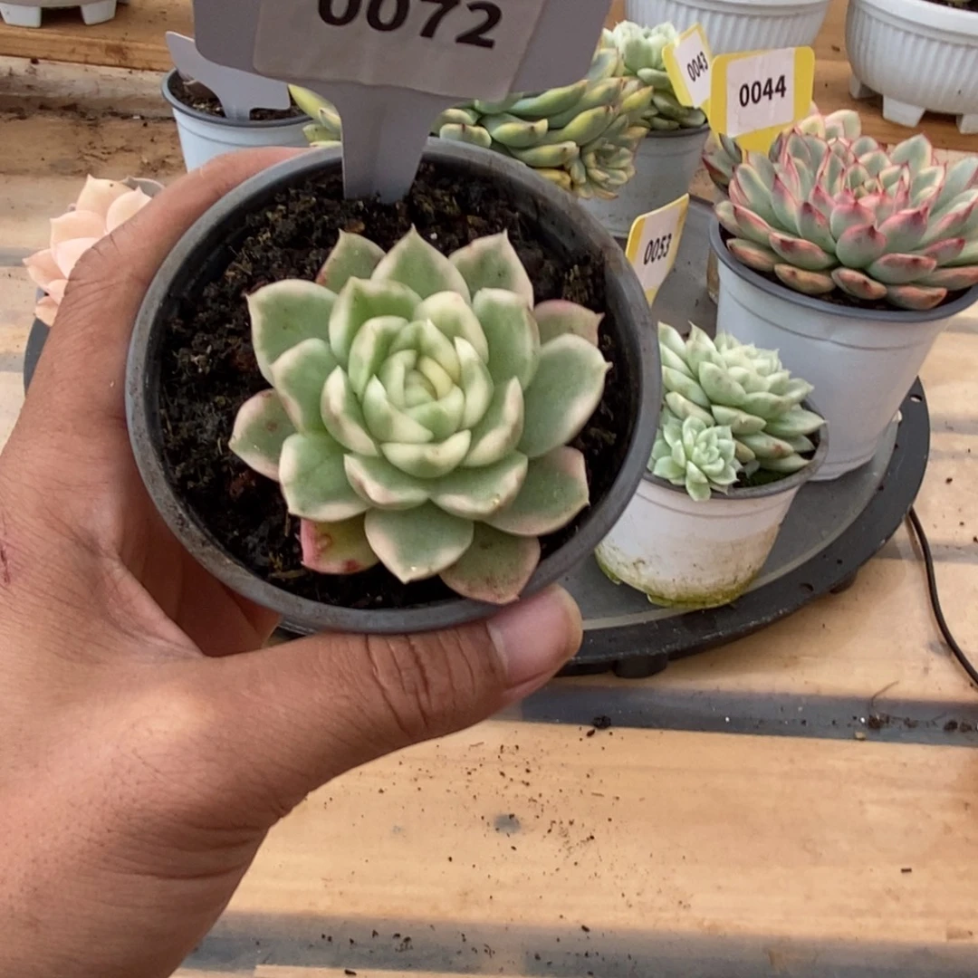 0072碧浪哈哈哈哈