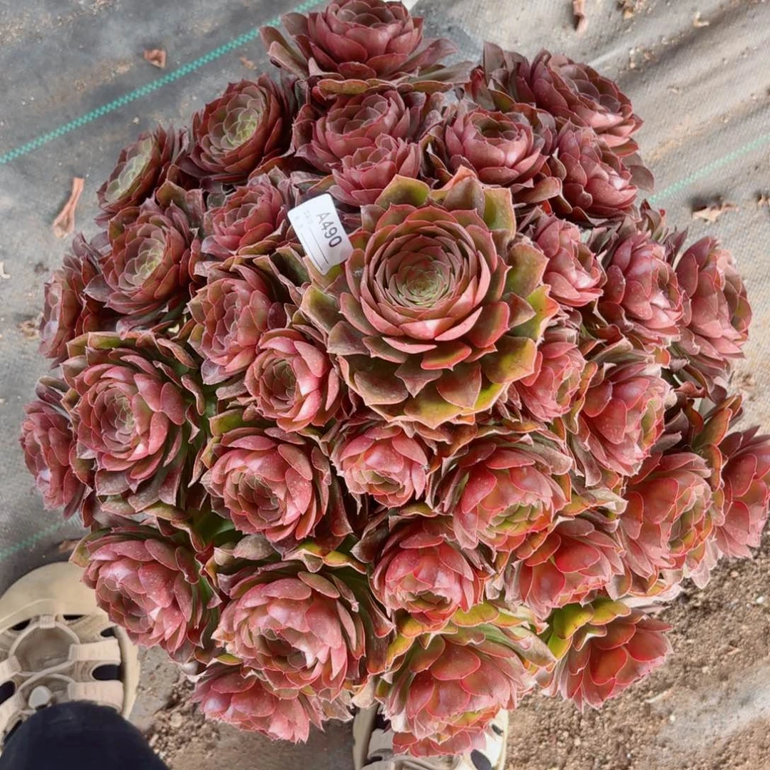 490沙拉碗多肉植物