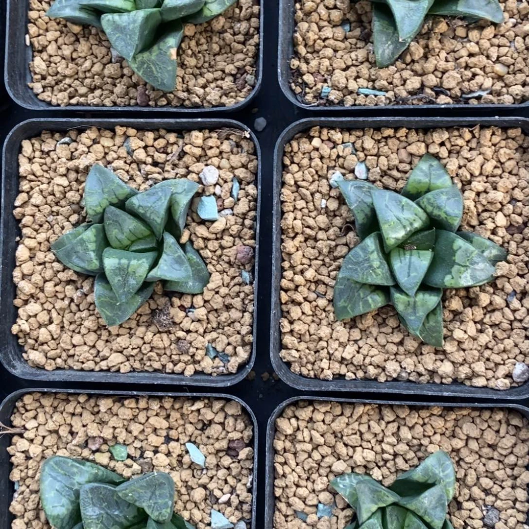 一颗实生假面 高货 超级福利