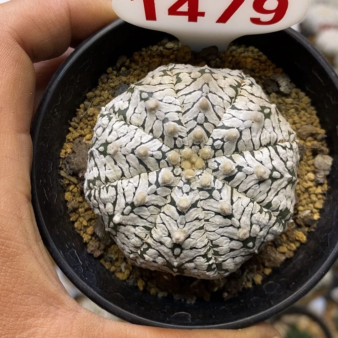 1479福利特价来了哦耶