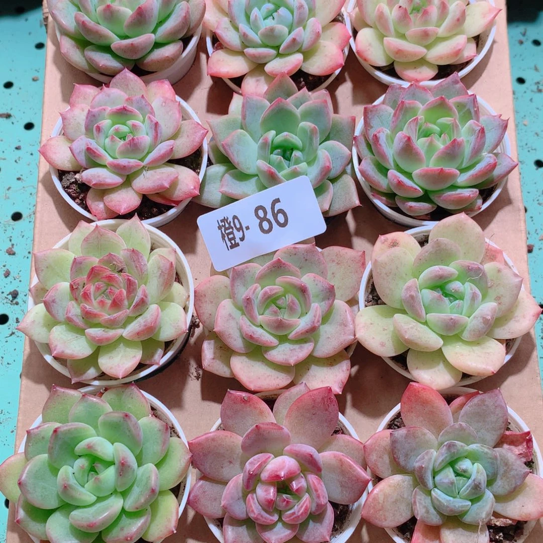 9-86一物一拍多肉带盆18颗