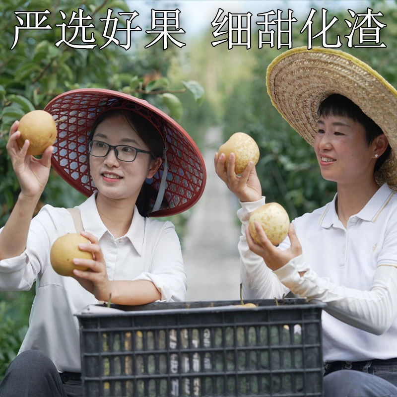 石柱套袋田畈梨翠冠梨当季新鲜8斤个大多汁清甜酥脆水果现摘现发