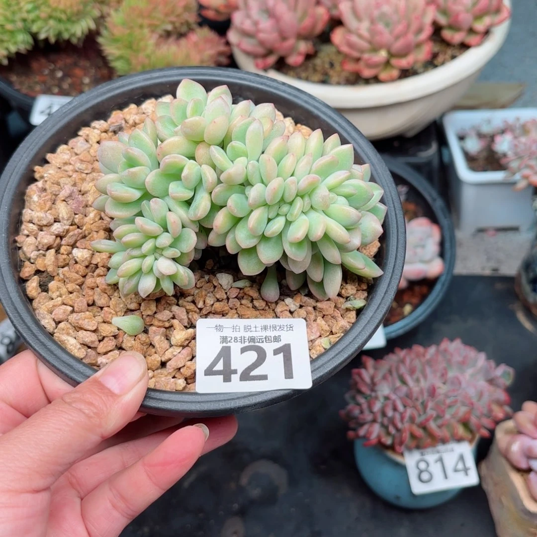 泡芙缀无盆土发货