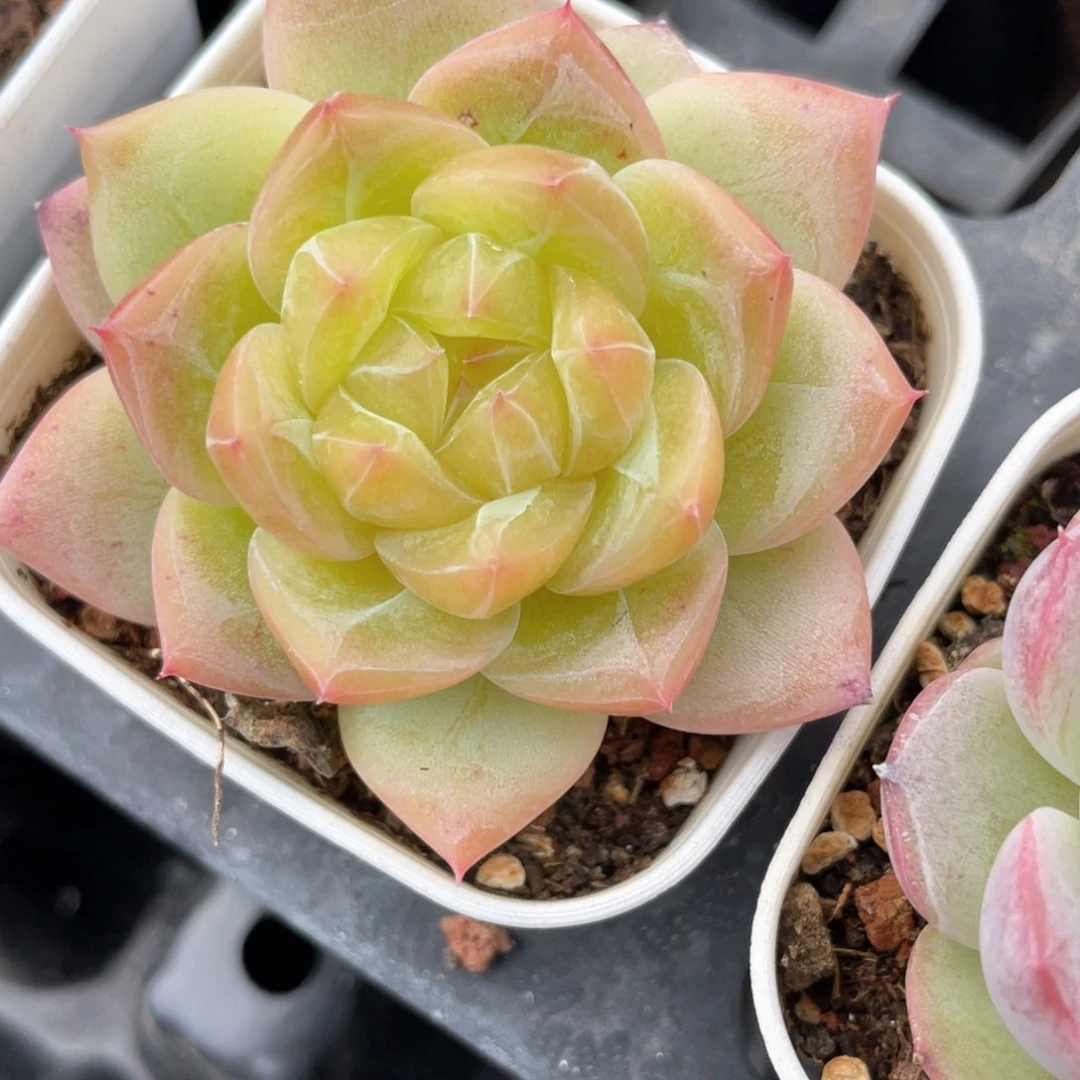 优选珍妮福利1620