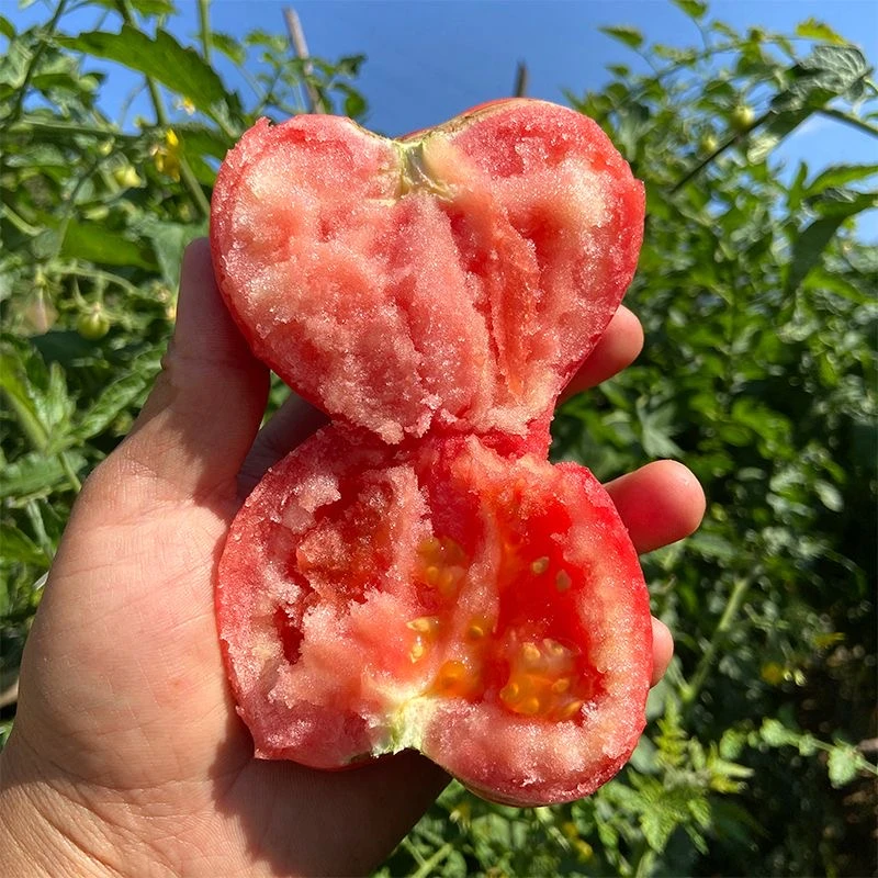 沙瓤西红柿攀枝花露天种植自然成熟新鲜采摘5斤坏果包赔