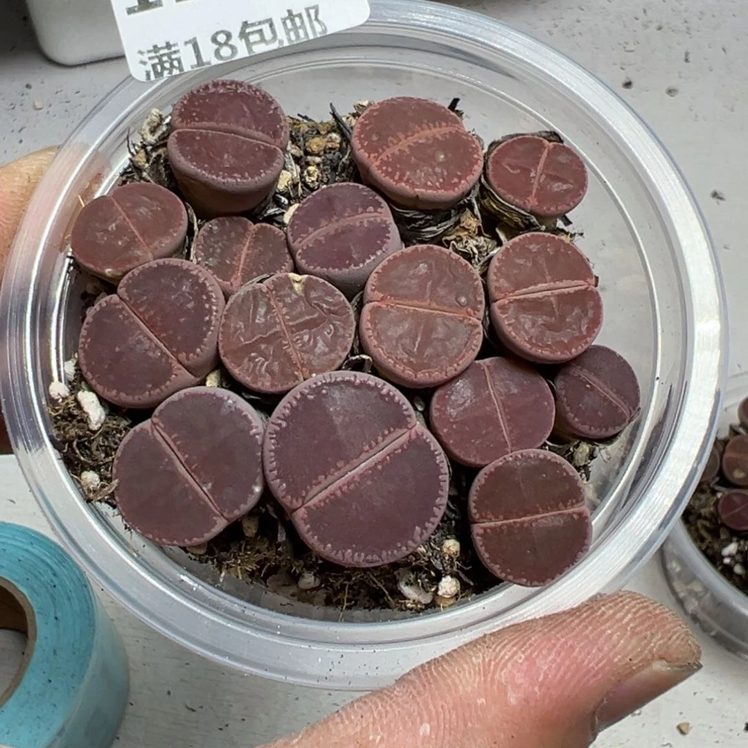 【闪购商品】 110。